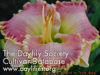 Daylily Flight in the Sky